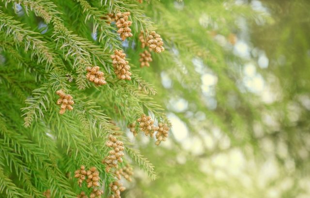 花粉症だと心配！この時期の外壁塗装って大丈夫？